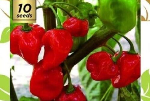 Jual Habanero Terjamin Kualitasnya di Tempat Kami