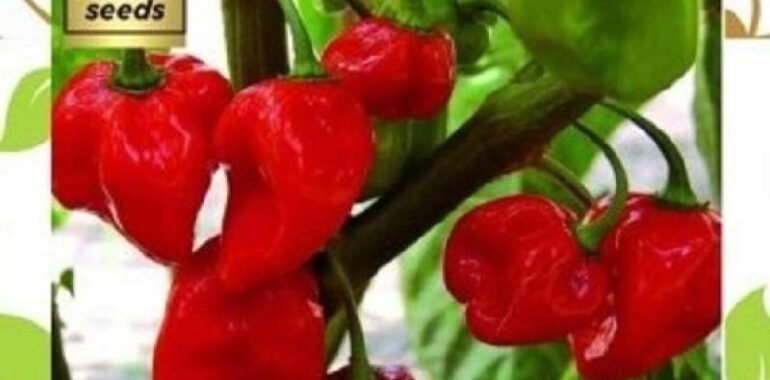 Jual Habanero Terjamin Kualitasnya di Tempat Kami